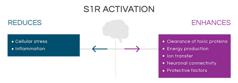 S1R Activation. Reduces cellular stress, inflammation. Enhances clearance of toxic proteins, energy production, ion transfer, neuronal connectivity, protective factors.